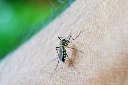 Feira de Santana registra aumento de mais de 5.600% nos casos de chikungunya