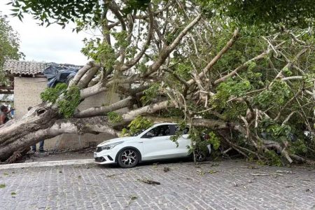 Árvore centenária cai no centro de Irará e atinge carro, motos e quiosque
