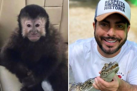 Macaco-prego de Marcell Moraes morre após invasão a condomínio; ex-deputado suspeita de envenenamento