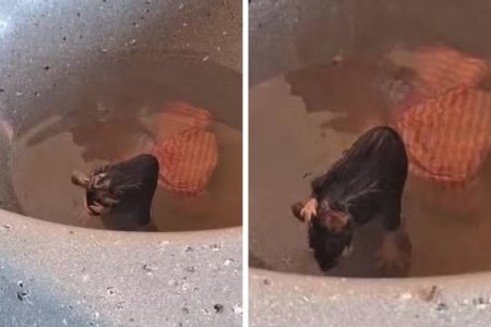 Mulher flagra rato “tomando banho” em tanque de lavanderia e vídeo viraliza