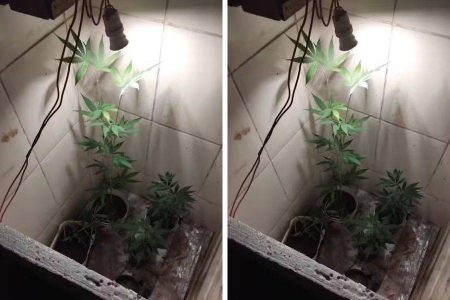 Denúncia de som alto leva à descoberta de cultivo de maconha e prisão de três pessoas na Bahia