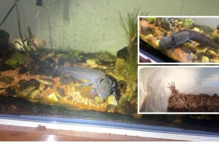 PF apreende tarântulas em nova fase de operação contra tráfico de animais silvestres