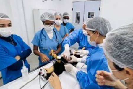 Outubro Rosa Pet oferece consultas e exames gratuitos para cadelas e gatas em Salvador; saiba onde