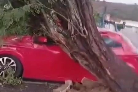 Ventania derruba árvores, destelha imóveis e causa estragos em Pindobaçu